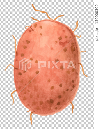 赤い皮のじゃがいも 水彩イラスト PNG透過背景 130000309