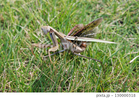 威嚇するカマキリ 威嚇するカマキリ 130000318