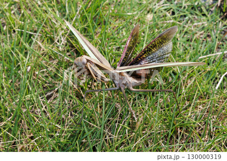 威嚇するカマキリ 威嚇するカマキリ 130000319