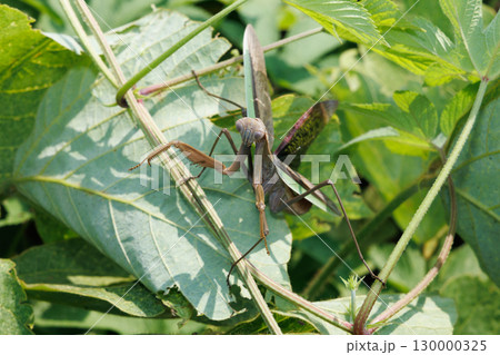 威嚇するカマキリ 130000325