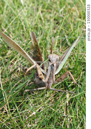 威嚇するカマキリ 130000328