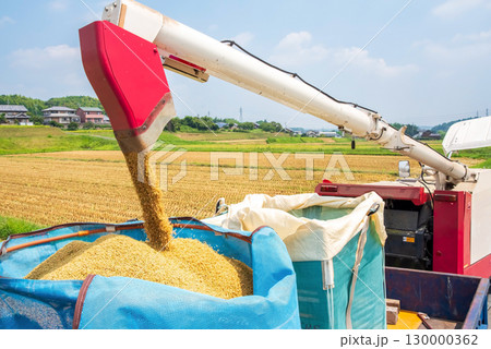 稲刈り風景　籾の排出 130000362