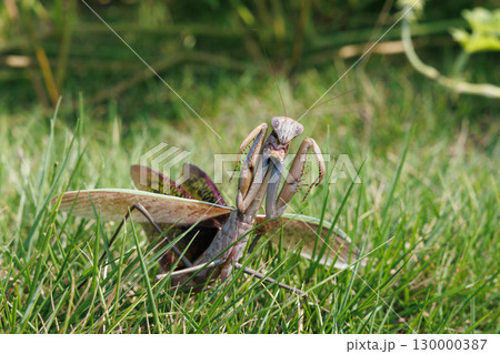 威嚇するカマキリ 威嚇するカマキリ 130000387