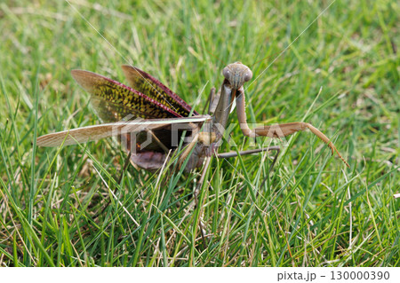 威嚇するカマキリ 130000390