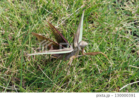 威嚇するカマキリ 130000391