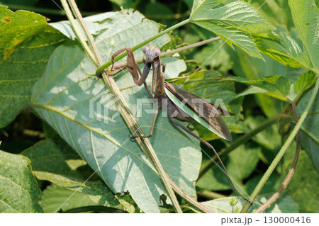 威嚇するカマキリ 威嚇するカマキリ 130000416