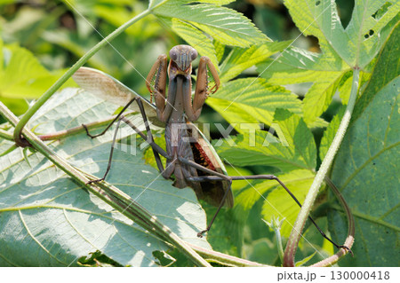 威嚇するカマキリ 威嚇するカマキリ 130000418