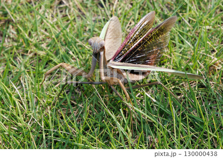 威嚇するカマキリ 130000438