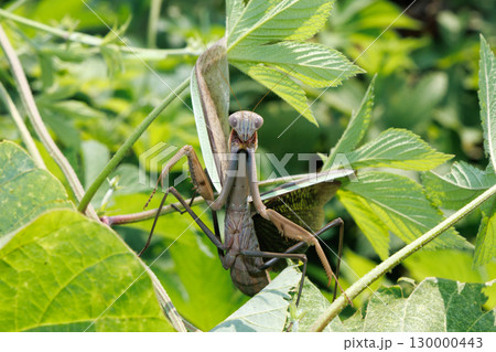 威嚇するカマキリ 威嚇するカマキリ 130000443