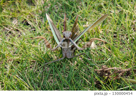 威嚇するカマキリ 威嚇するカマキリ 130000454
