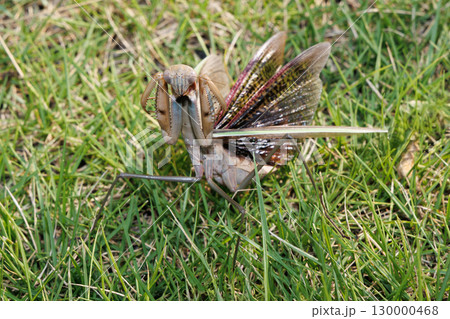 威嚇するカマキリ 威嚇するカマキリ 130000468