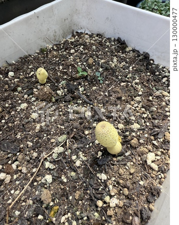 プランターに生えて来た(コガネキヌカラカサタケらしき)キノコ 130000477