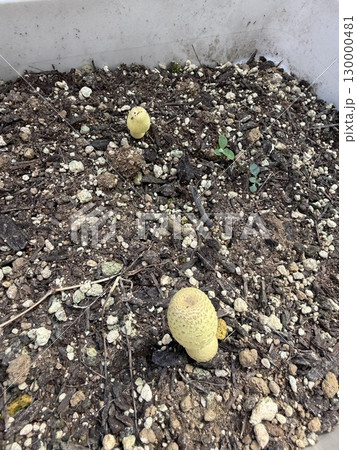 プランターに生えて来た(コガネキヌカラカサタケらしき)キノコ 130000481