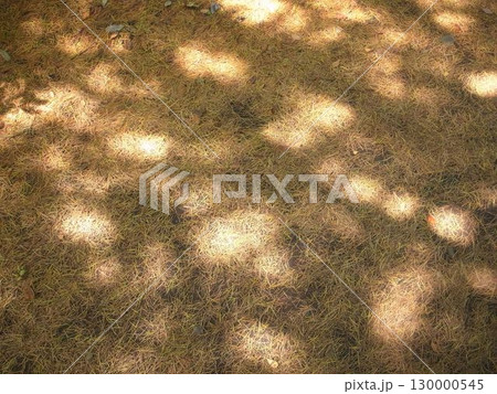 木漏れ日 木漏れ日 130000545