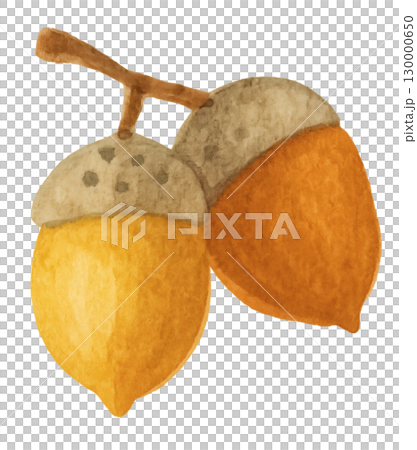 結合葉子和果實的秋天水彩插圖素材 130000650