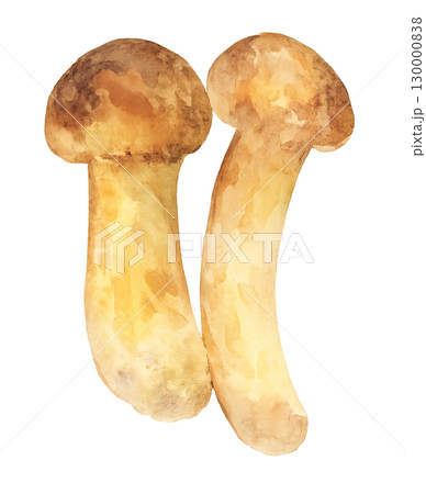 松茸 水彩イラスト PNG 透過背景 130000838