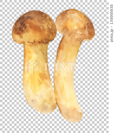 松茸 水彩イラスト PNG 透過背景 130000838