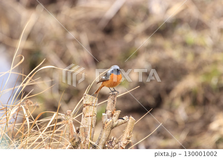 冬の枯野の切る株にとまるジョウビタキ雄 冬の枯野の切る株にとまるジョウビタキ雄 130001002