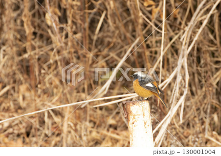 冬の枯野の切る株にとまるジョウビタキ雄 130001004