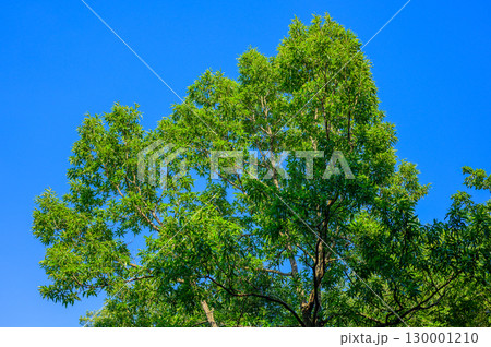 森の風景　陽の光を受けて輝くクヌギの緑 130001210
