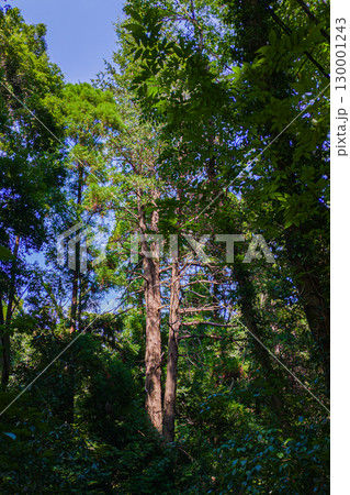 森の風景 杉の木 森の風景 杉の木 130001243