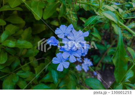 ルリマツリの淡青色の花 130001253