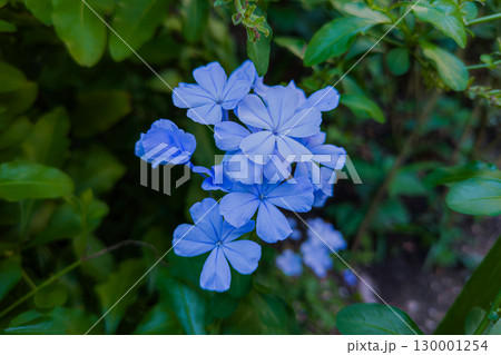 ルリマツリの淡青色の花 ルリマツリの淡青色の花 130001254