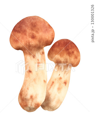松茸 水彩イラスト PNG 透過背景 松茸 水彩イラスト PNG 透過背景 130001326