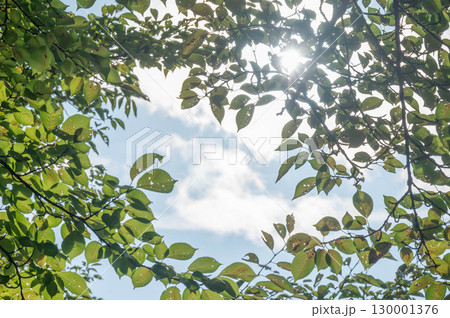 木のフレーム 130001376