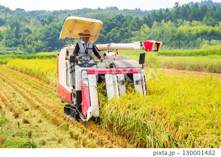 稲刈り風景 130001482