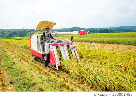 稲刈り風景 130001483