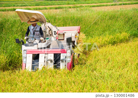 稲刈り風景 130001486