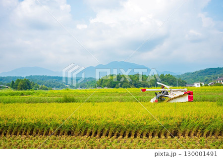 稲刈り風景 130001491