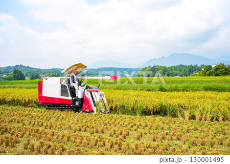 稲刈り風景 130001495