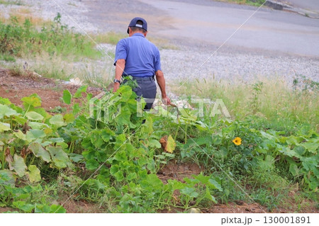 畑で草取りをする日本人シニア男性の後ろ姿 畑で草取りをする日本人シニア男性の後ろ姿 130001891