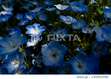 暗い木陰で光に照らされるネモフィラのクローズアップ1 130002006