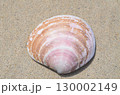 貝殻の写真 130002149