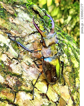 家の外で捕まえたミヤマクワガタ 130002177