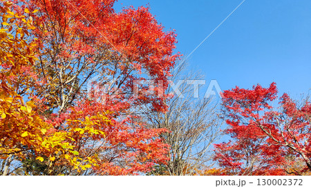 旧碓氷峠見晴台の紅葉 旧碓氷峠見晴台の紅葉 130002372