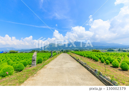 夏のコキアと阿蘇山　熊本県阿蘇郡 130002379