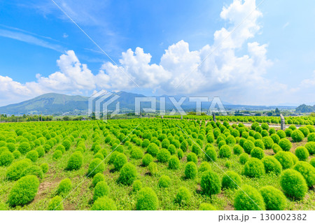夏のコキアと阿蘇山　熊本県阿蘇郡 130002382