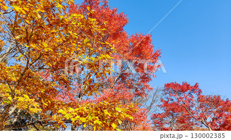 旧碓氷峠見晴台の紅葉 130002385