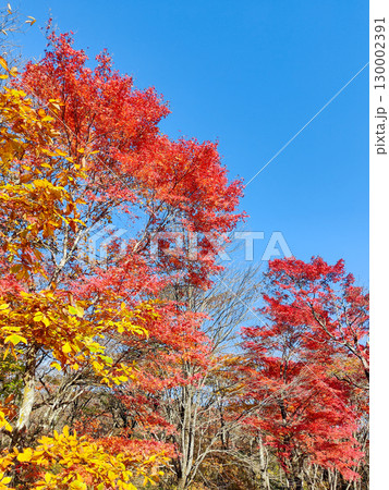 旧碓氷峠見晴台の紅葉 旧碓氷峠見晴台の紅葉 130002391