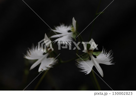 サギソウ 130002823