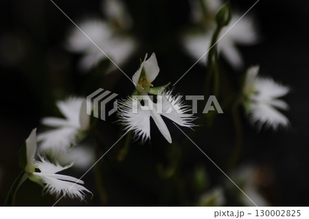 サギソウ サギソウ 130002825