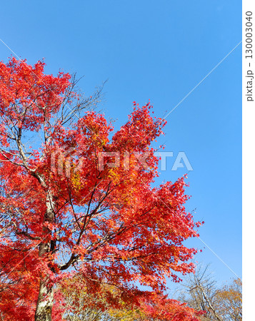 紅葉 130003040