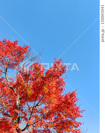 紅葉 紅葉 130003041
