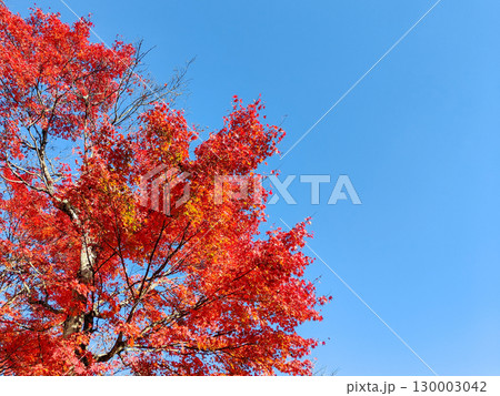 紅葉 130003042