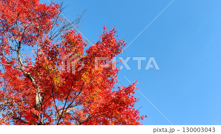 紅葉 130003043