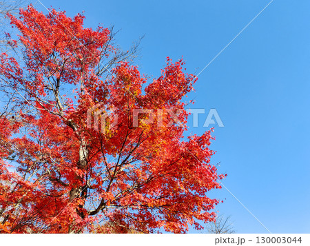 紅葉 紅葉 130003044